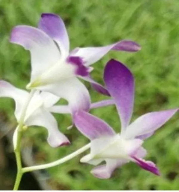 Dendrobium_Wason_blue_(medium_size)